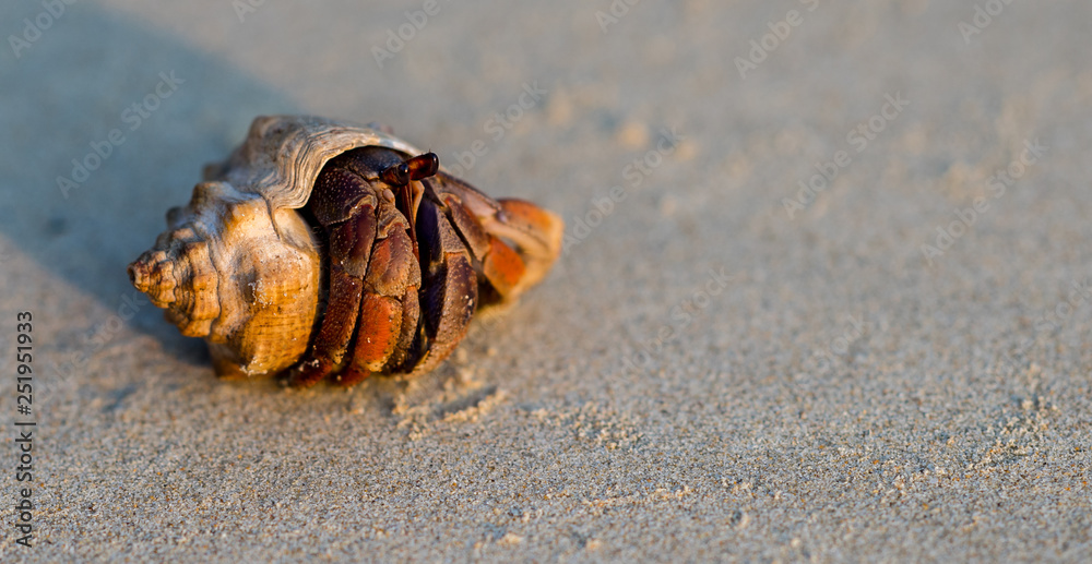 Hermit crab crawling at the beach