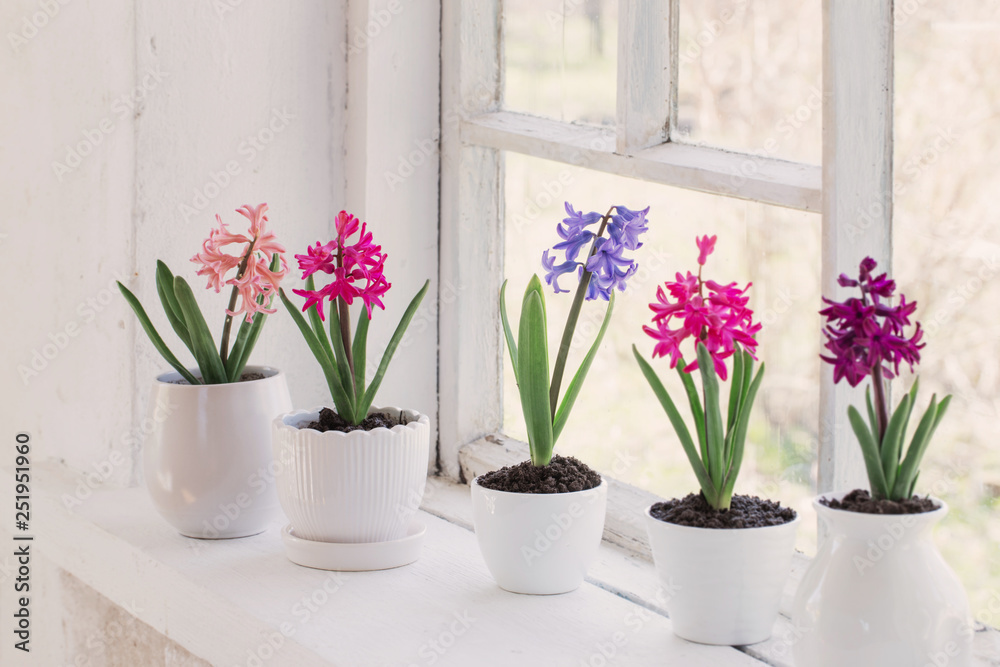 spring flowers on windowsill