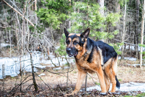 Dog German Shepherd in the forest in an early spring