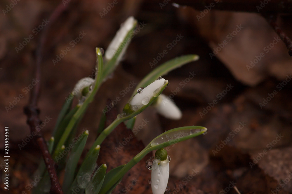 snowdrop in spring close-up