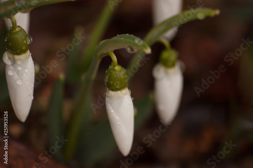 snowdrop in spring close-up