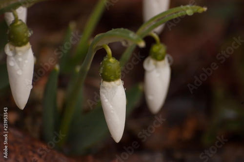snowdrop in spring close-up