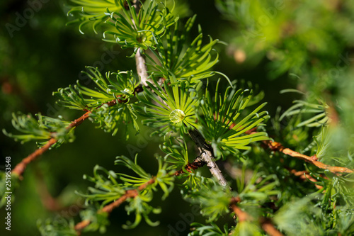 Sprig of European Larch or Larix decidua on blurred natural background. Branch of Larch