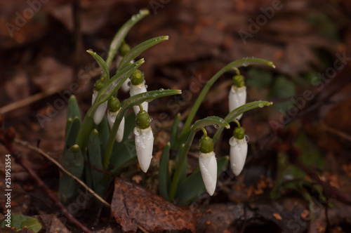 snowdrop in spring close-up