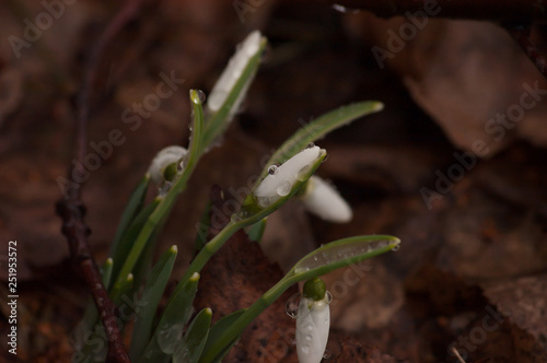 snowdrop in spring close-up
