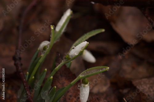 snowdrop in spring close-up