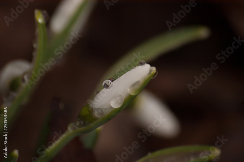 snowdrop in spring close-up
