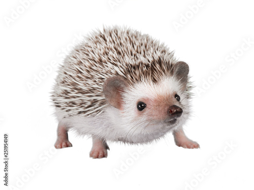 African pygmy hedgehog isolated on white background photo
