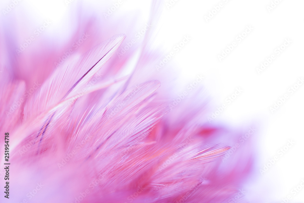 Pastel colored of chicken feathers in soft and blur style for the background Pastel colored of chicken feathers in soft and blur style for the background