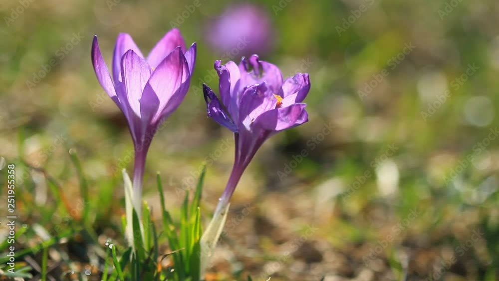 Two crocuses bloom in the sunlight Two crocuses bloom in the sunlight