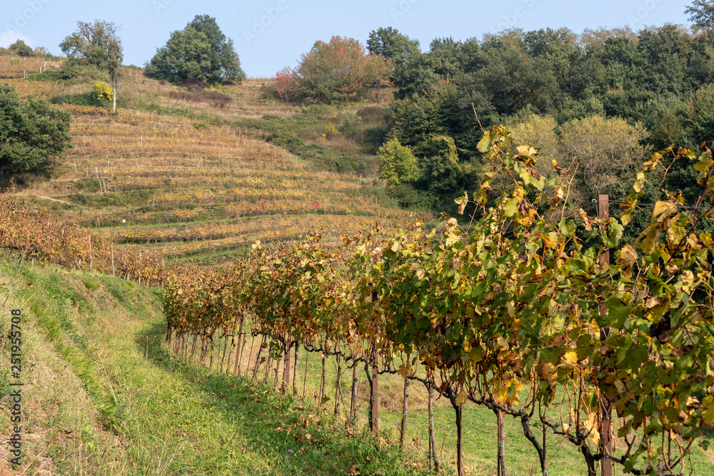 Vineyards in the Park of Curone at fall