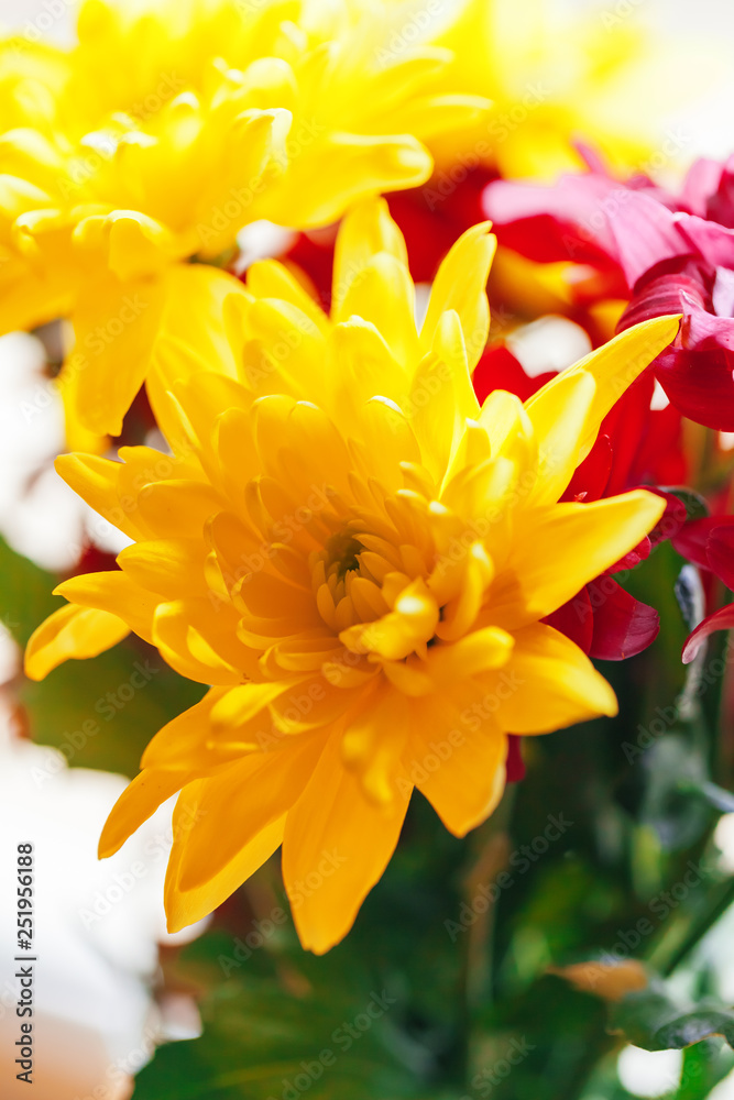 Close up of chrysanthemums Close up of chrysanthemums