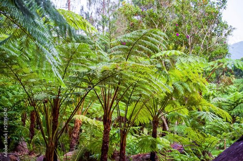 Big tree fern on rain forest at Siriphum Waterfall at Doi Inthanon National Park  Chiang Mai  Thailand.