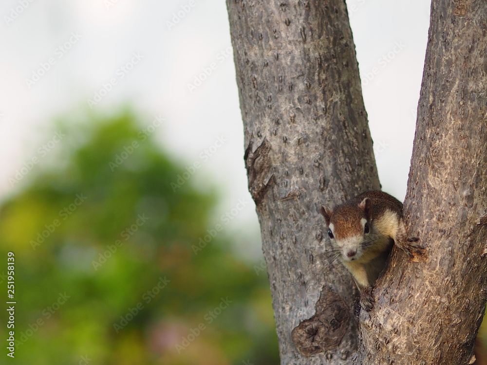 Squirrel climbs on the trunk tree rodent animal