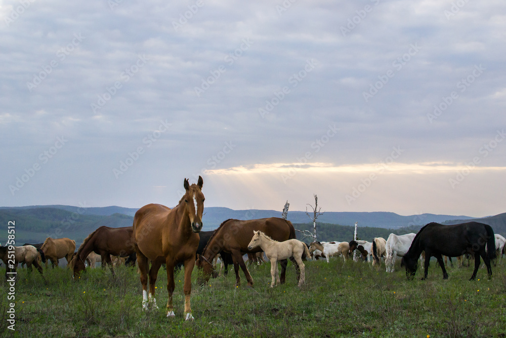 a herd of horses grazing on top of a hill in the sunset a herd of horses grazing on top of a hill in the sunset