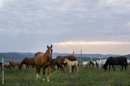 a herd of horses grazing on top of a hill in the sunset