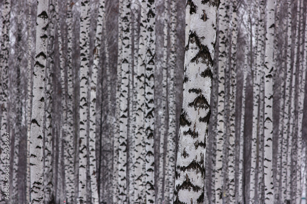 Obraz premium black and white structure of trees in birch grove