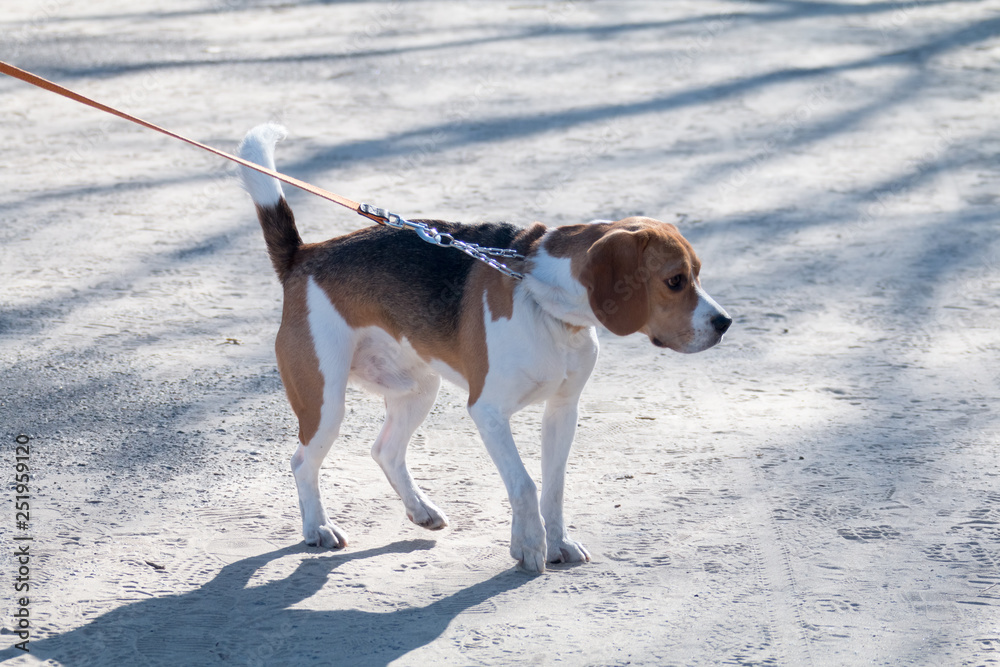 A young dog Beagle breed walks on a sunny afternoon with a girlfriend on a sandy beach and grass near the water. A young dog Beagle breed walks on a sunny afternoon with a girlfriend on a sandy beach and grass near the water.