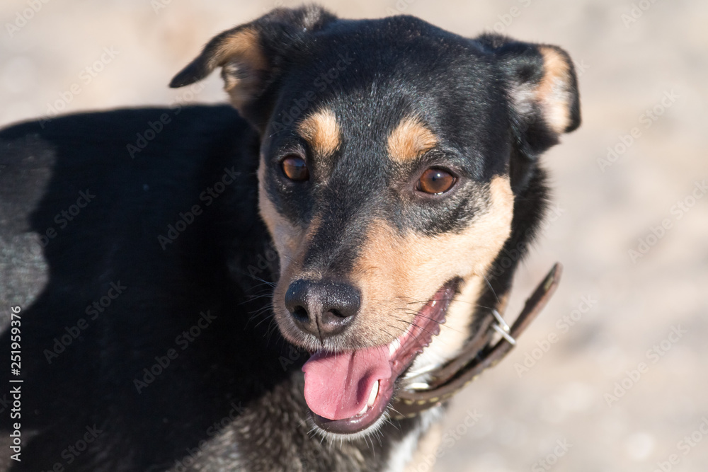 A young dog Jagdterrier Smooth-haired breed walks on a sunny afternoon with a girlfriend on a sandy beach and grass near the water. A young dog Jagdterrier Smooth-haired breed walks on a sunny afternoon with a girlfriend on a sandy beach and grass near the water.