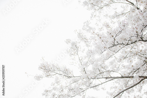 桜（白い背景）