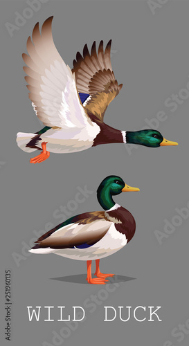 Wild Duck standing and flying. Drake. Vector illustration of realistic bird Mallard isolated on a grey background for your design, print, banner, card, journal article, blog. Duck hunting