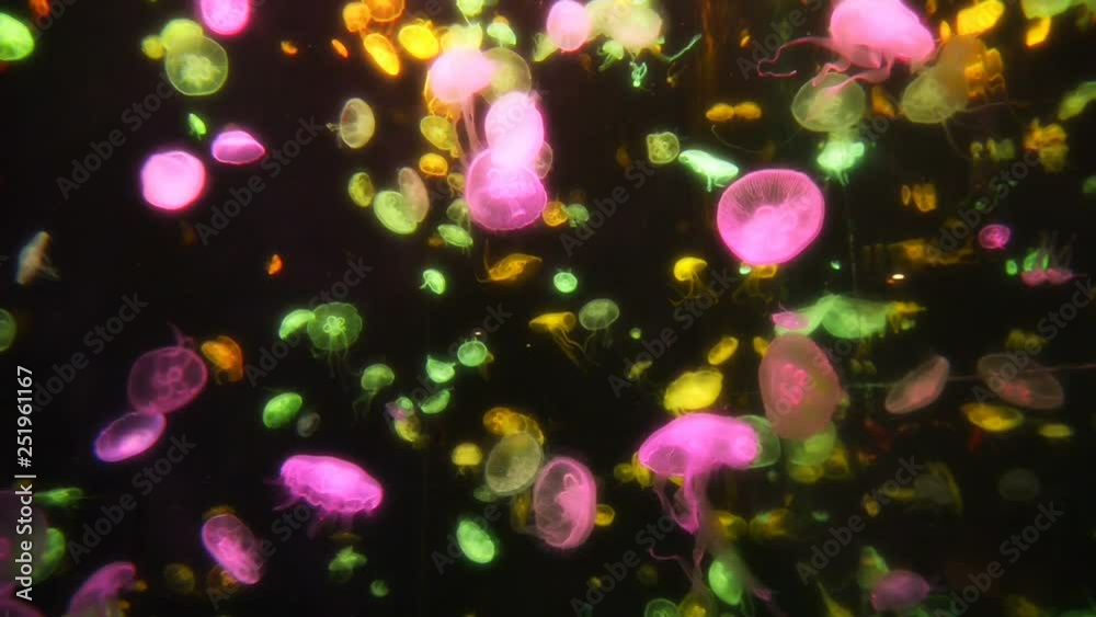 Colorful jellyfish