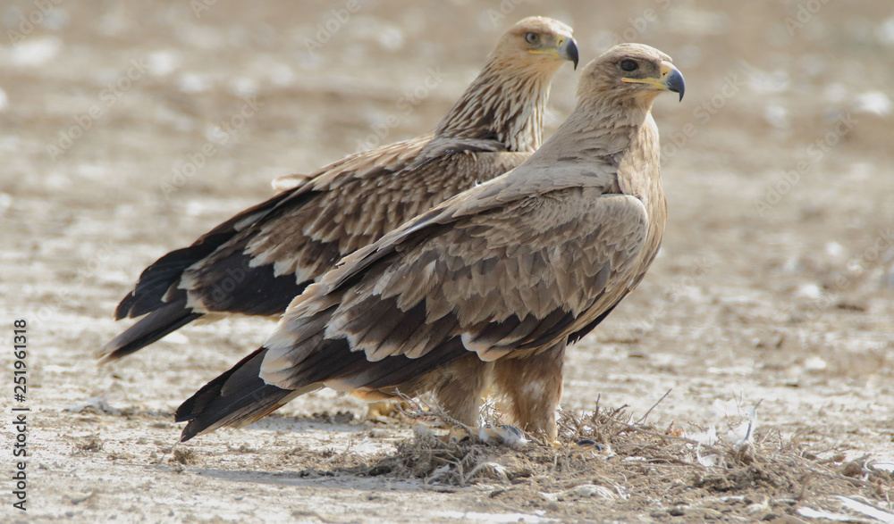 Steppe Eagles visit us from Russia during winters Steppe Eagles visit us from Russia during winters