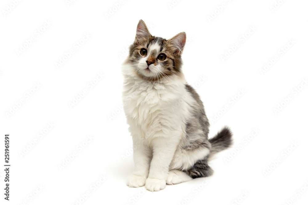 fluffy kitten on a white background