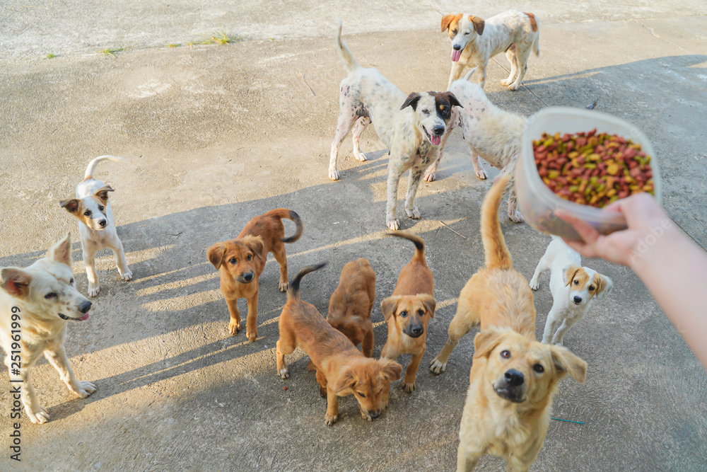Woman hand feeding dog food, many house in Phuket Thailand. Woman hand feeding dog food, many house in Phuket Thailand.