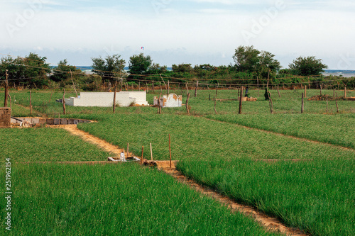 Full of greenery and rice vietnamese small local farm