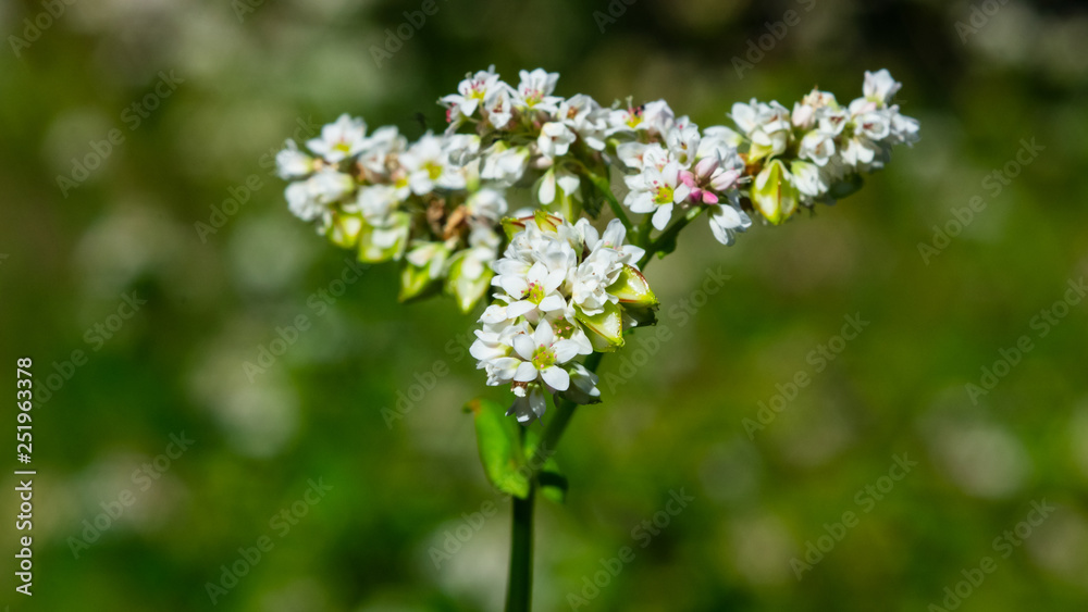 Common Buckwheat or Fagopyrum esculentum white flowers close-up with bokeh background, selective focus, shallow DOF
