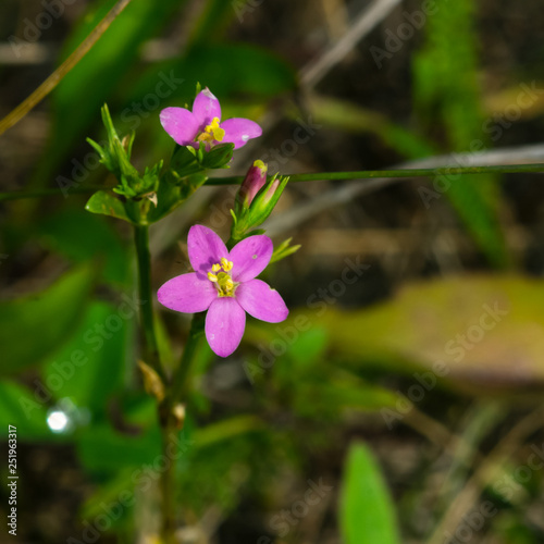 Seaside centaury or Centaurium littorale small pink flowers in grass close-up  selective focus  shallow DOF