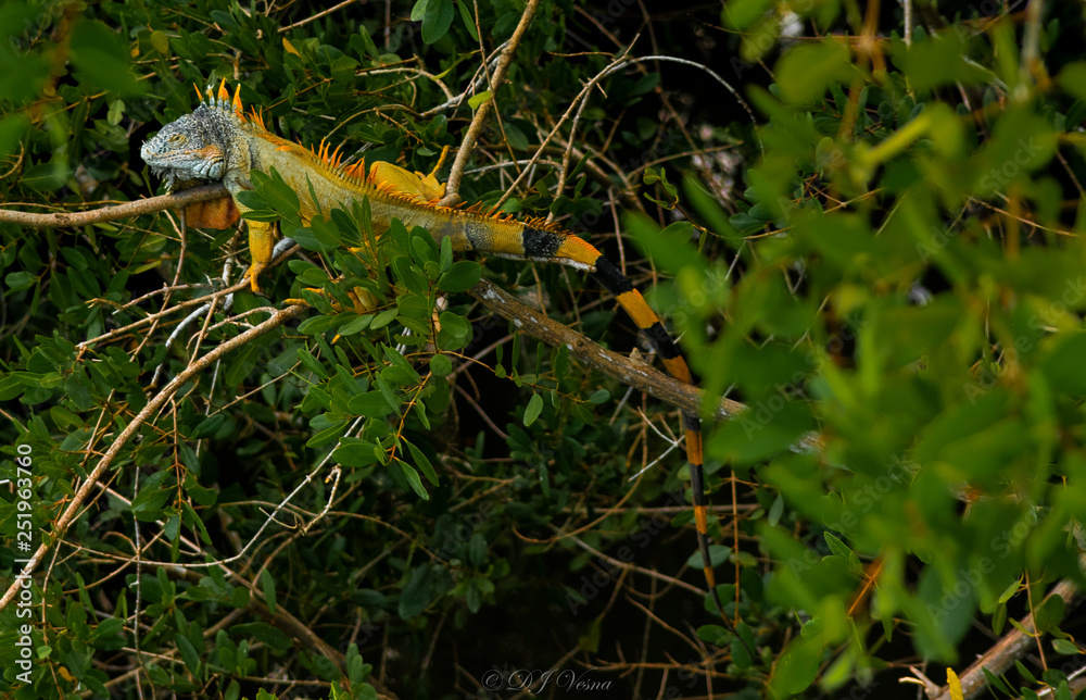 Male Iguana 3