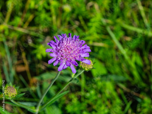 Flower of Field Scabious  Knautia Arvensis  with bokeh background macro  selective focus  shallow DOF