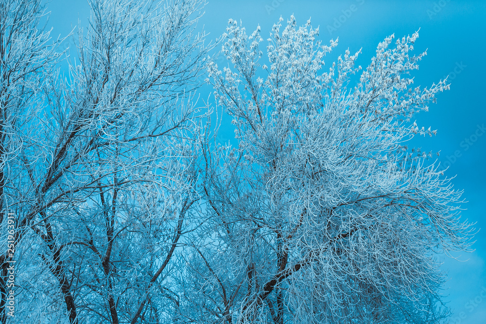 white winter forest on blue sky background white winter forest on blue sky background