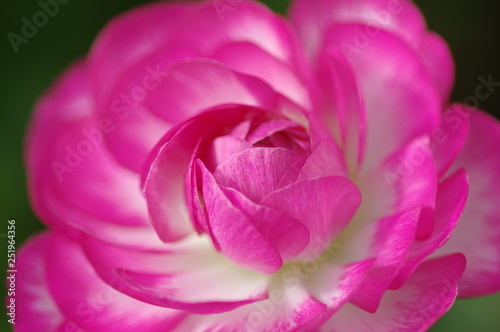 ピンクの花