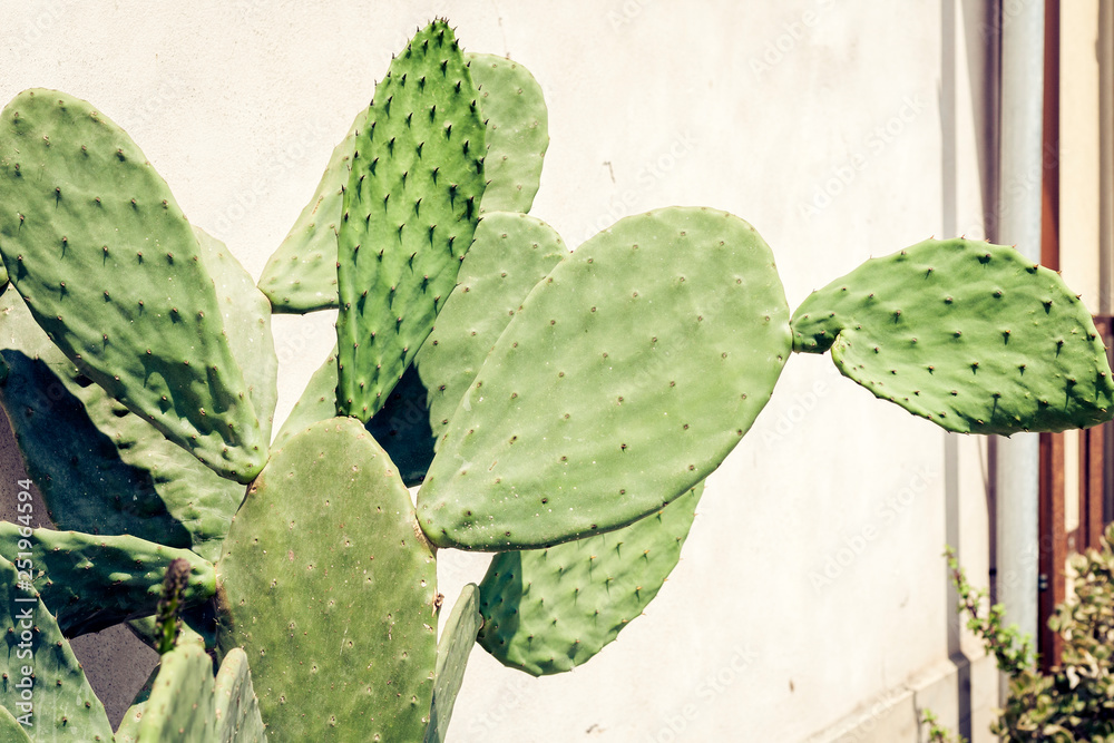 Cactus Opuntia, as known as ficus-indica in the street cafe of Taormina, Catania, Sicily. Cactus Opuntia, as known as ficus-indica in the street cafe of Taormina, Catania, Sicily.