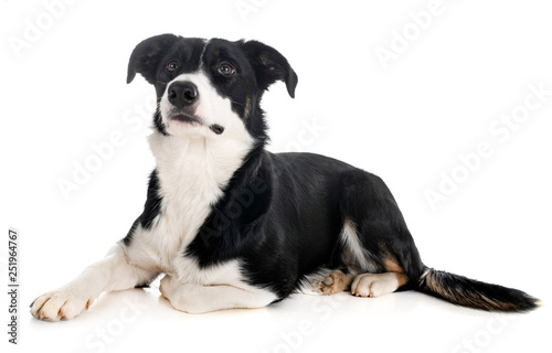 border collie in studio