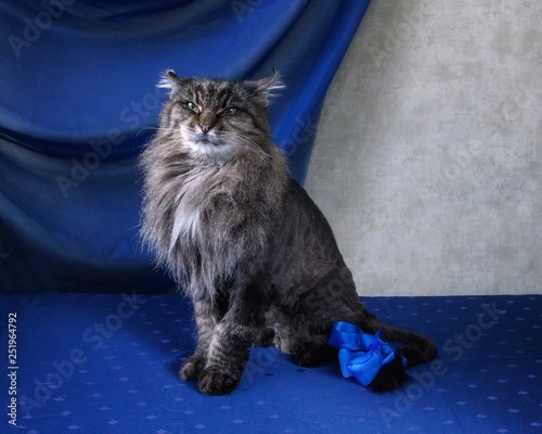 Portrait very old cat with haircut photo