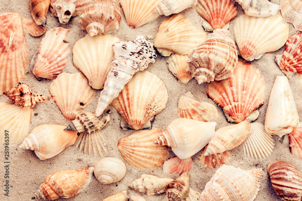 Seashells on the sand, summer beach background, travel concept . Seashells on the sand, summer beach background, travel concept .