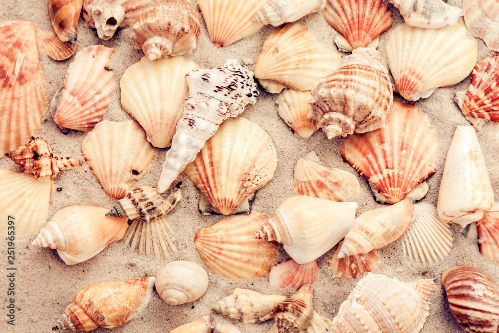 Seashells on the sand, summer beach background, travel concept .