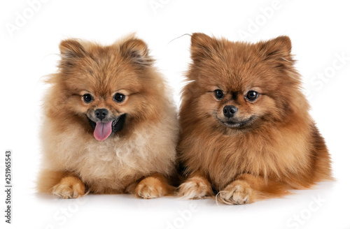 pomeranians in studio