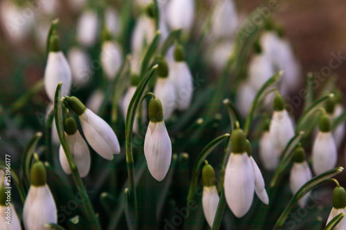 Galanthus nivalis, snowdrop flower close up in a park in southern Sweden. Early sign of spring. 