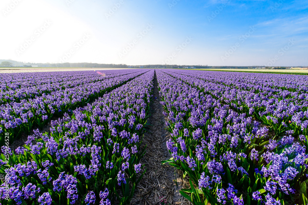 Hyacinth field, hyacinth production and flower growing on a farm in the Netherlands