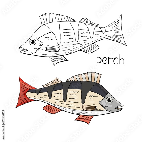 Hand drawn perch fish  black and white and color isolated on white background. Vector perch fish