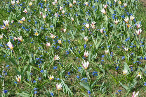 Background of spring flowers. Scilla difolia and tulips   photo