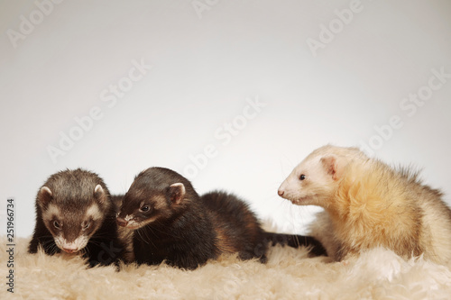 Group of ferret friends posing for portrait in studio