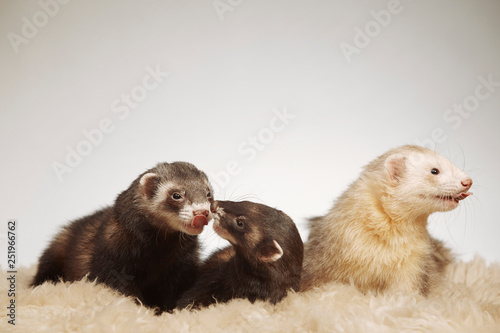 Group of ferret friends posing for portrait in studio © Couperfield