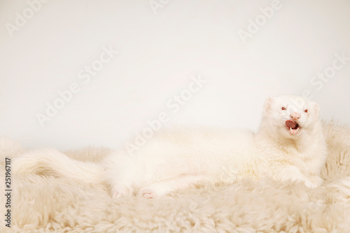 Cute albino ferret male portrait in studio