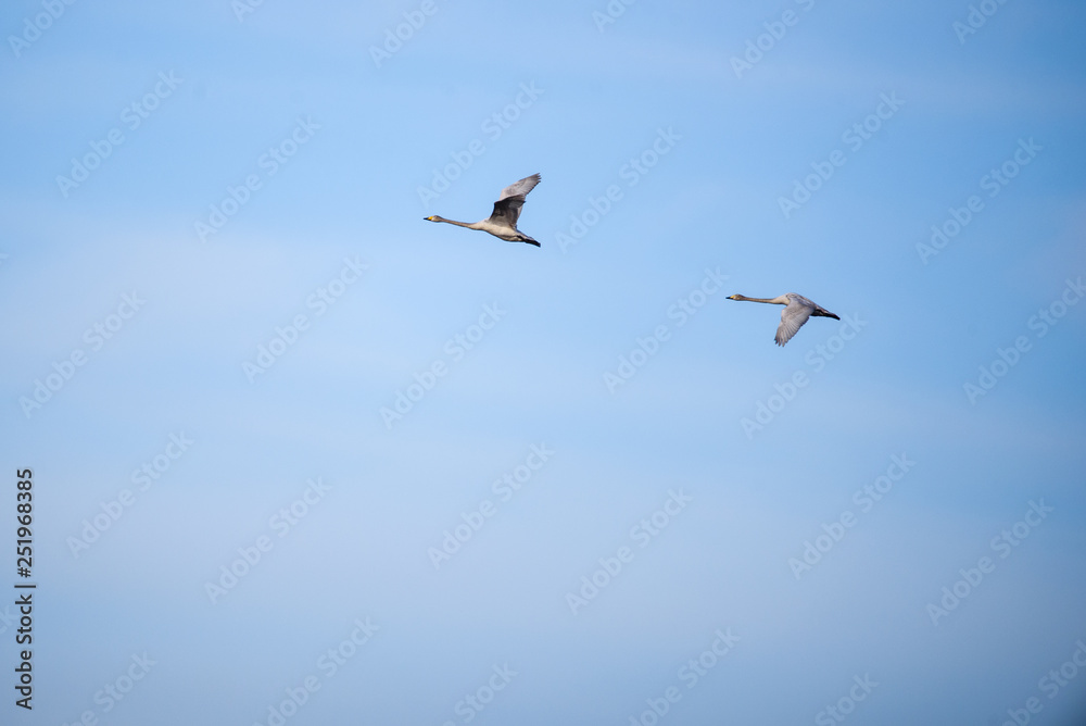 Whooper swans (Cygnus cygnus) flying in the sky over field at countryside.